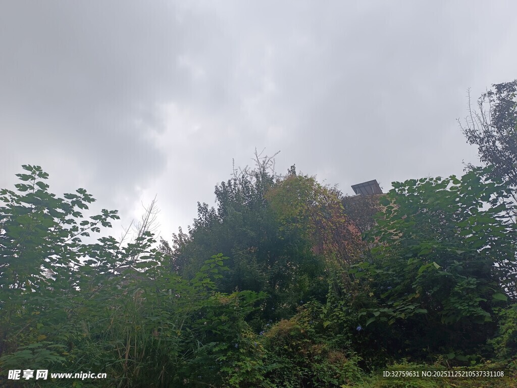 云雾缭绕中的山林景色