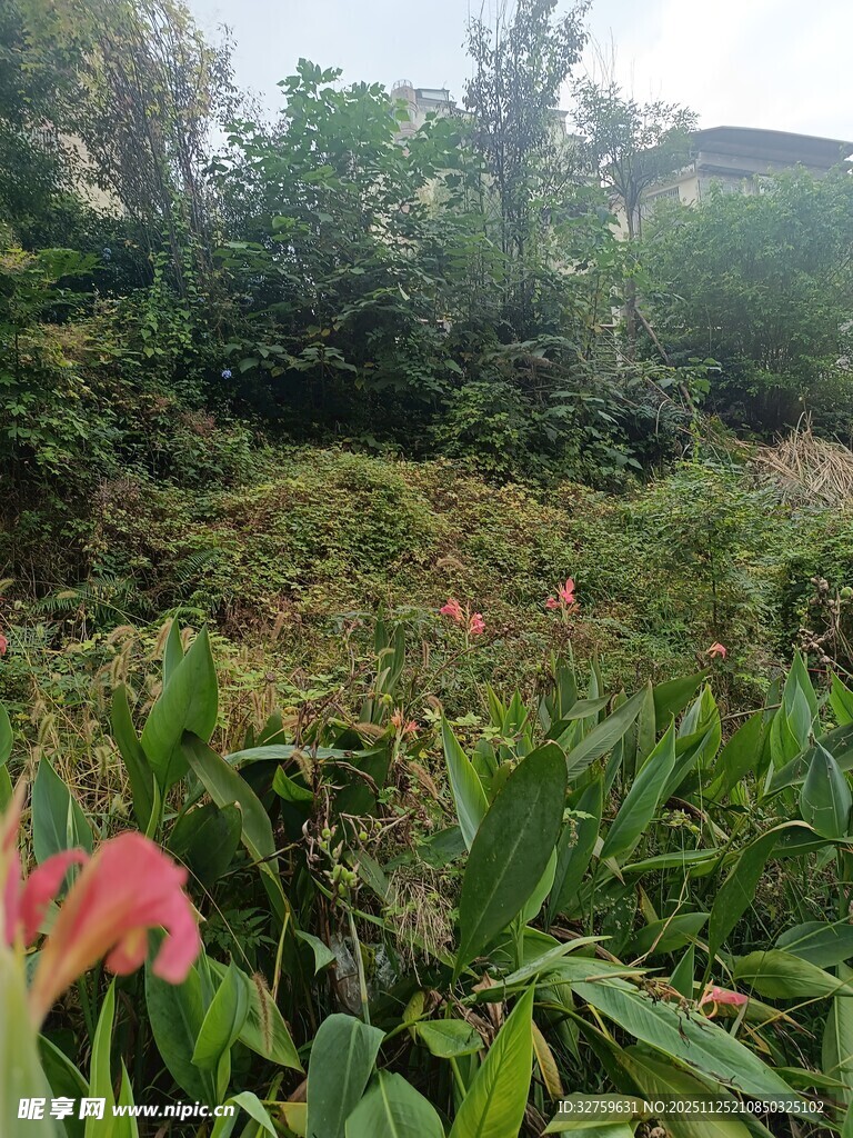 繁茂绿植的自然景致