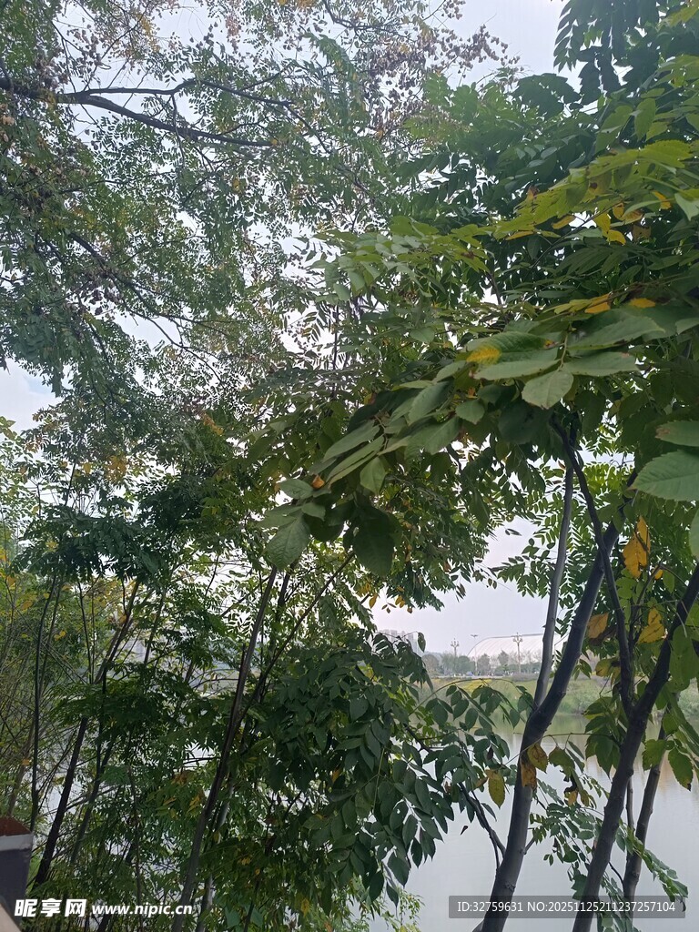 繁茂枝叶间的自然景致