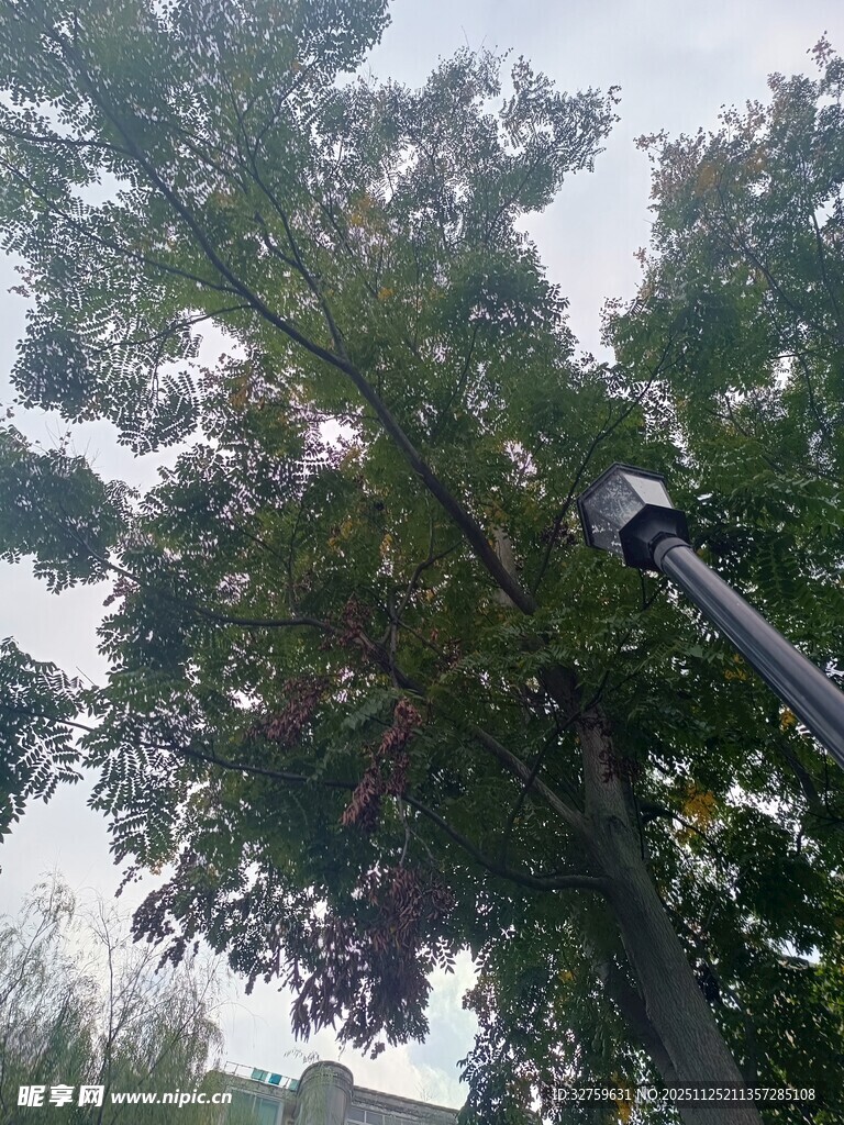 树上的监控设备