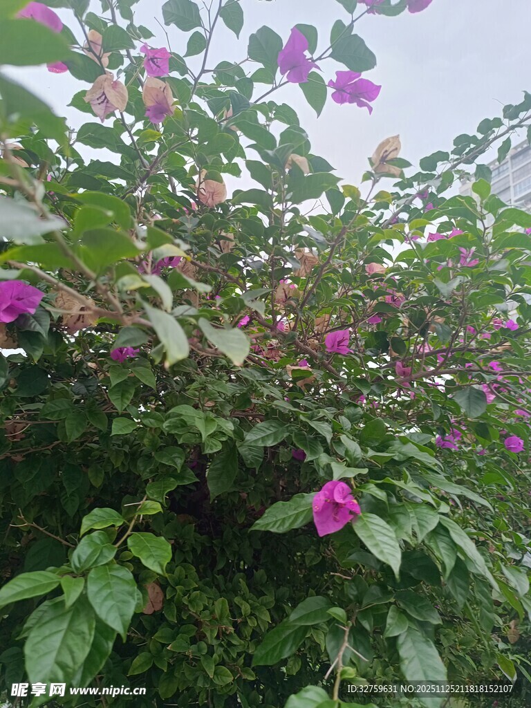 绽放的粉色花朵与绿叶