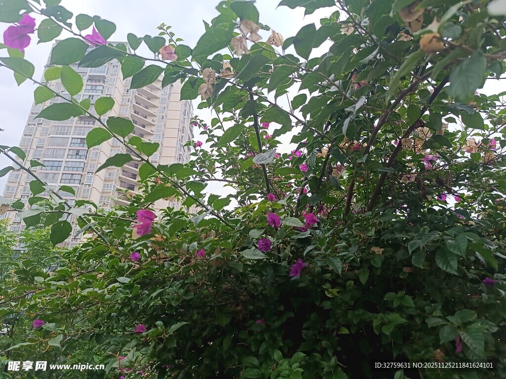 绿叶丛中绽放的艳丽花朵