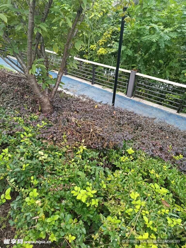 路边绿植景观