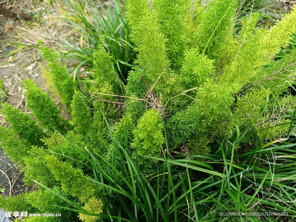 翠绿茂盛的丛生植物