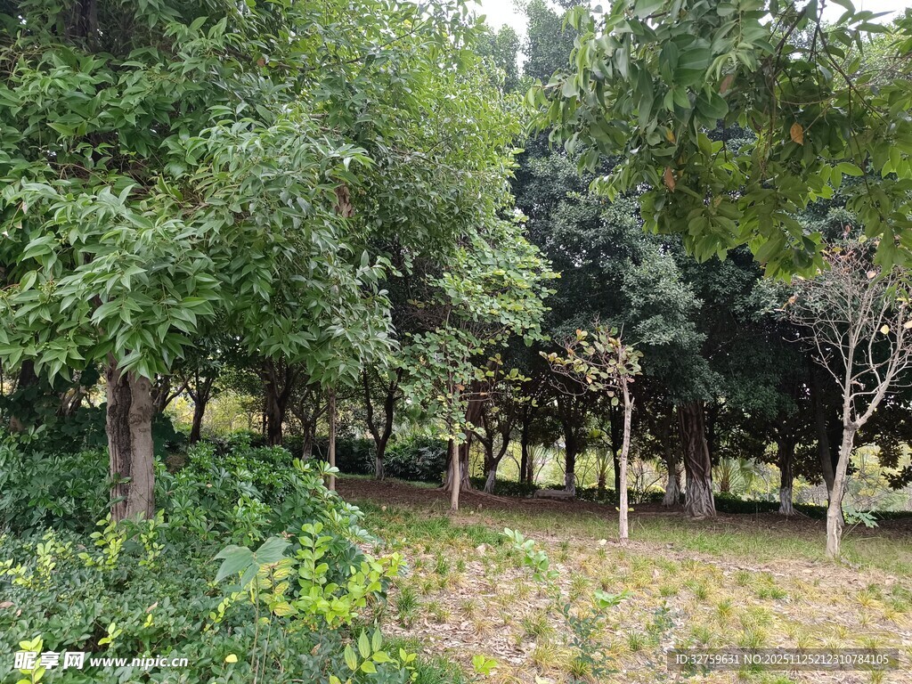 林间绿意盎然的自然景致