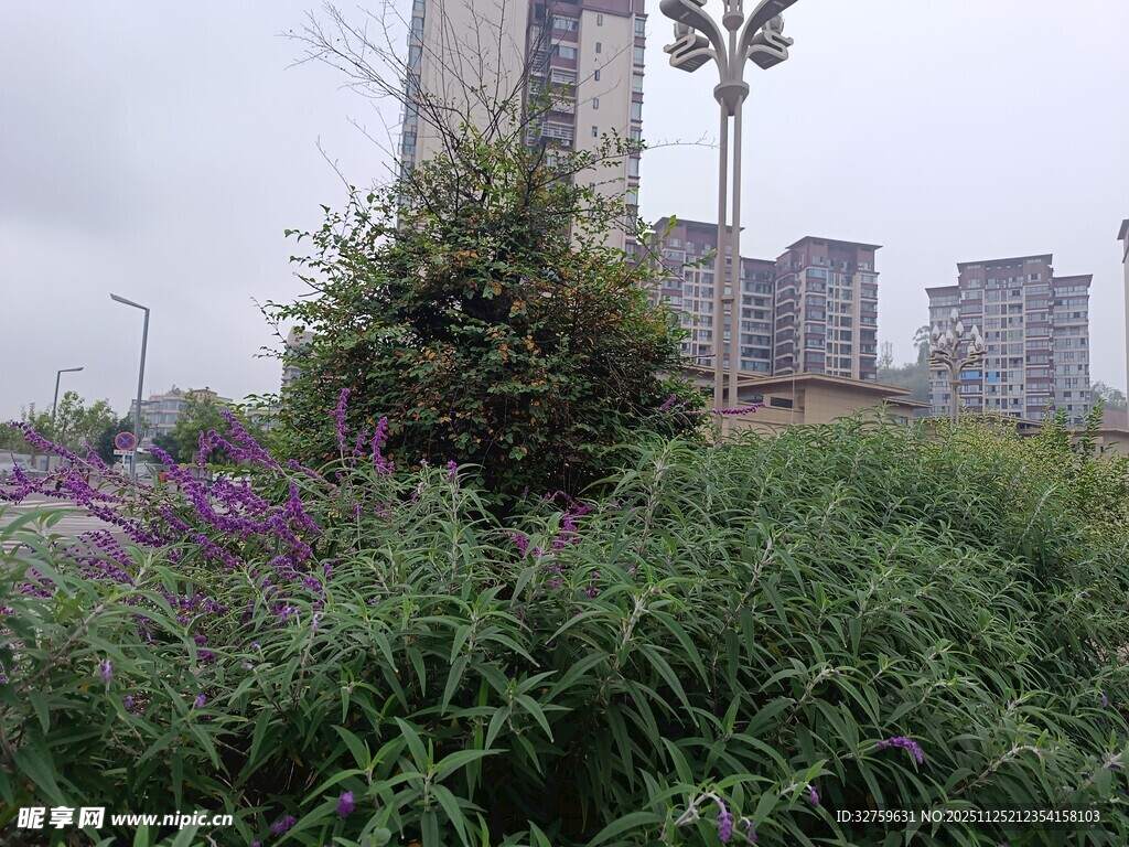 城市绿地中的繁茂植物景观