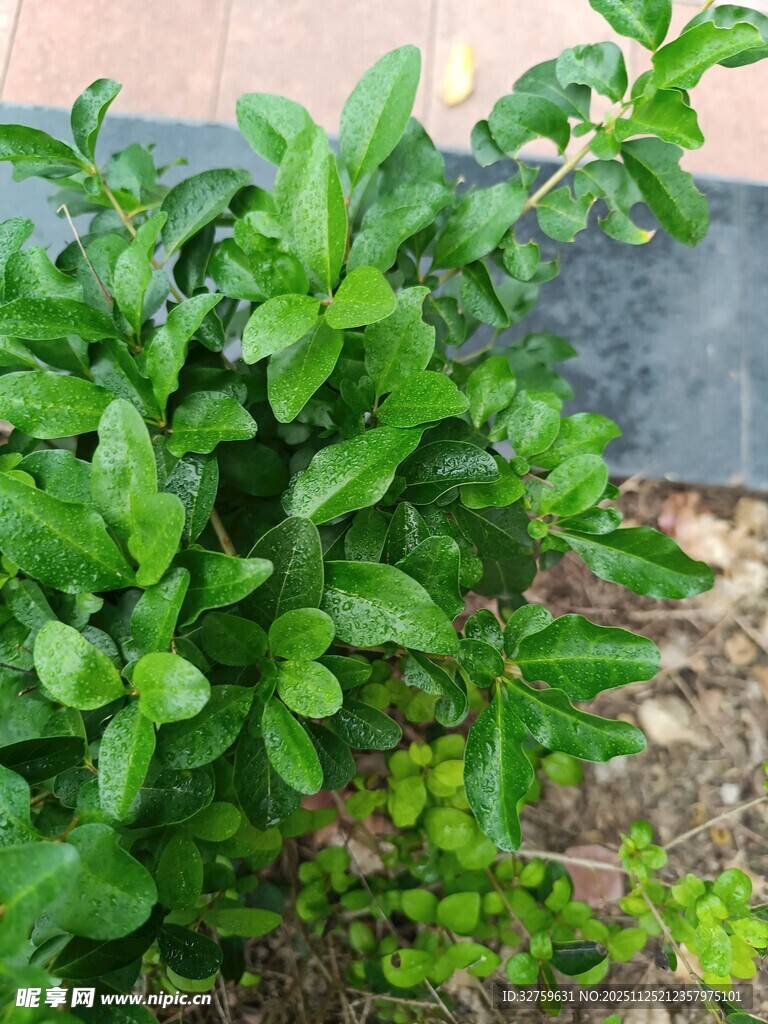 翠绿繁茂的丛生植物