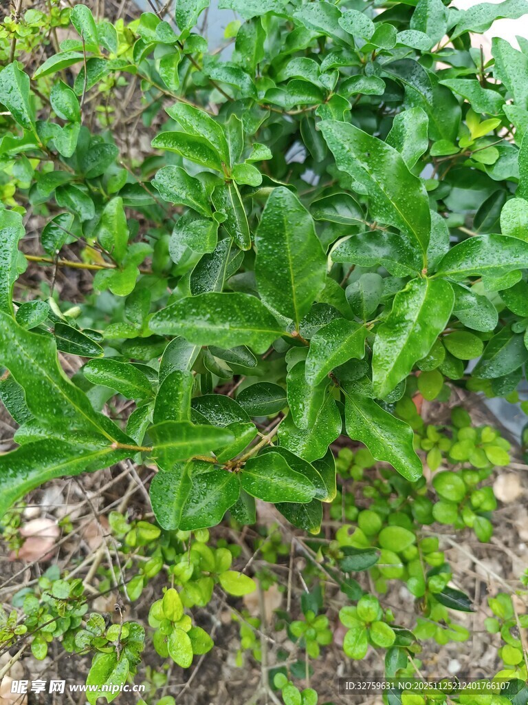 翠绿繁茂的地面绿植景观
