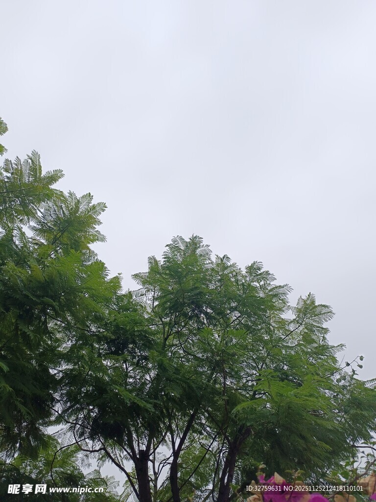 绿树繁花的清新景致