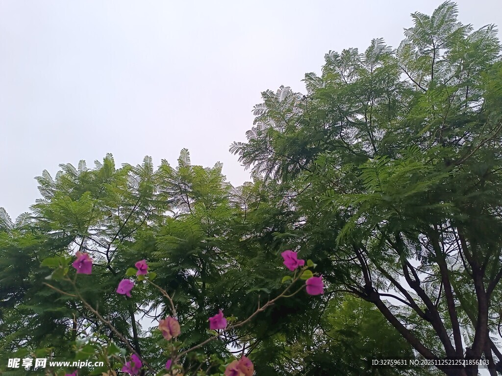 枝头绽放的粉色繁花