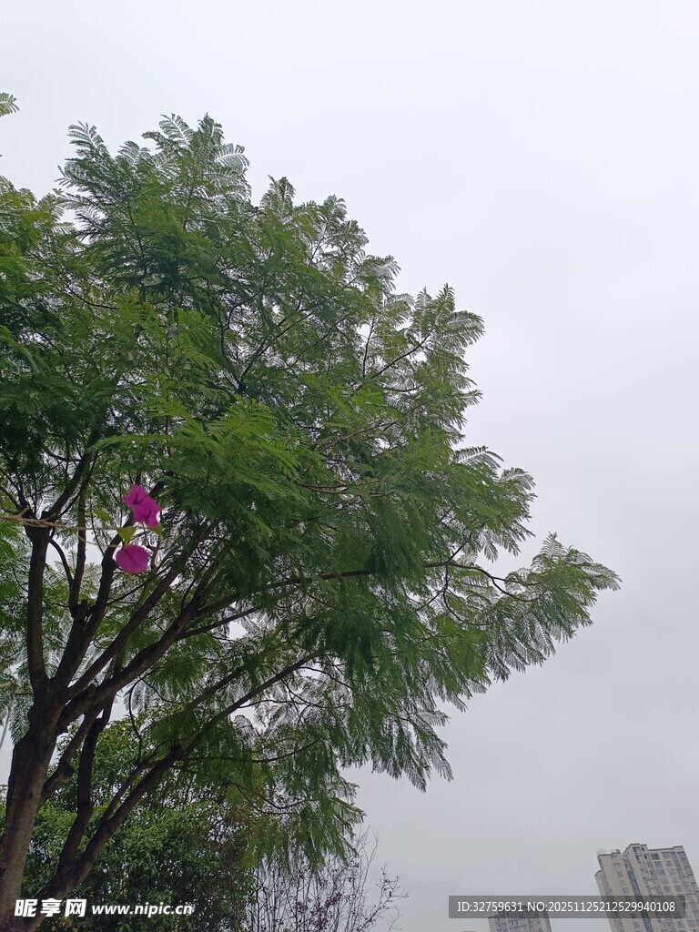 树上挂着彩色物件