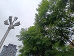 路灯旁的葱郁绿树