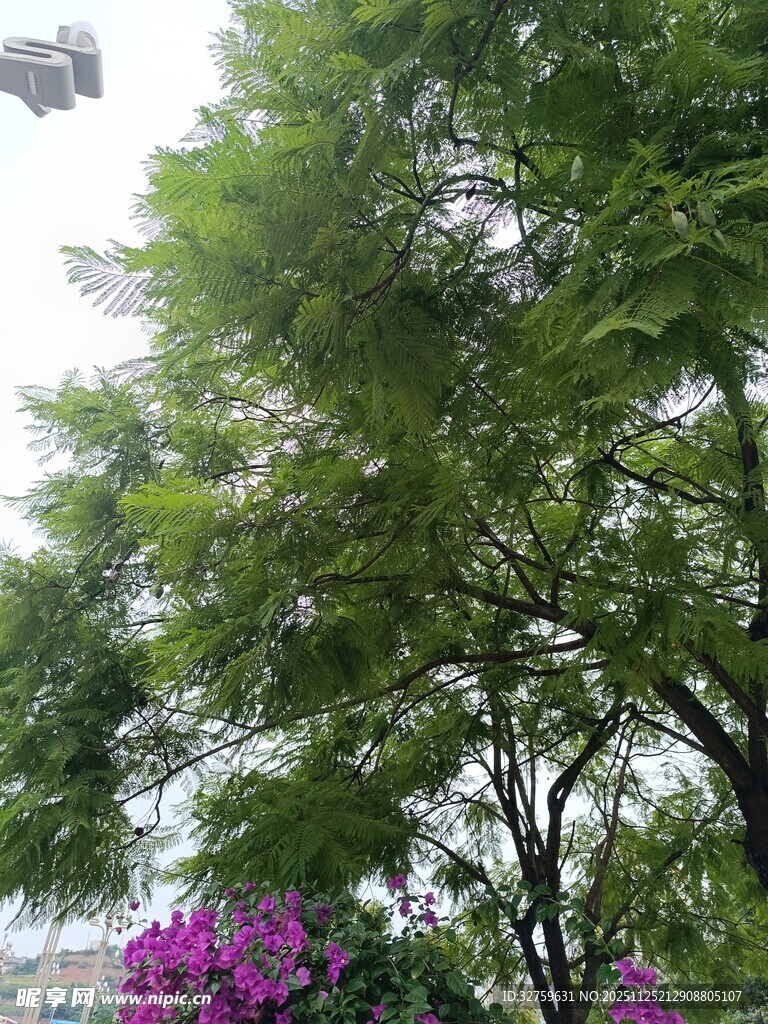 绿树繁花的自然景致