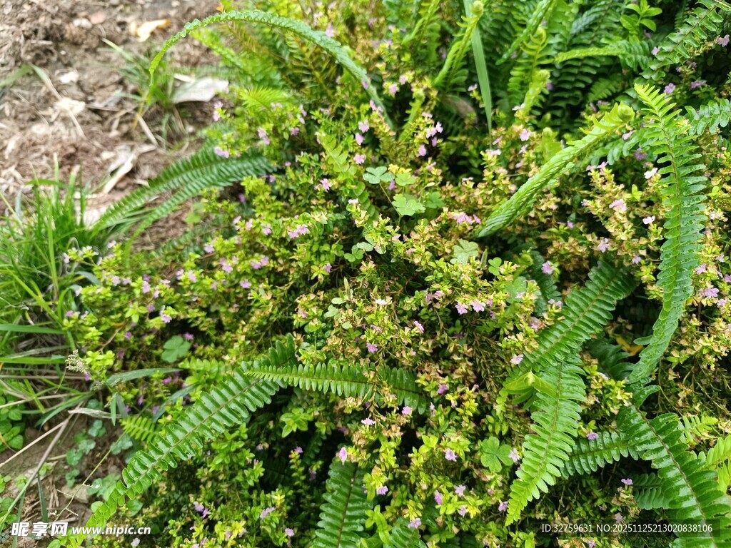 绿色蕨类植物特写