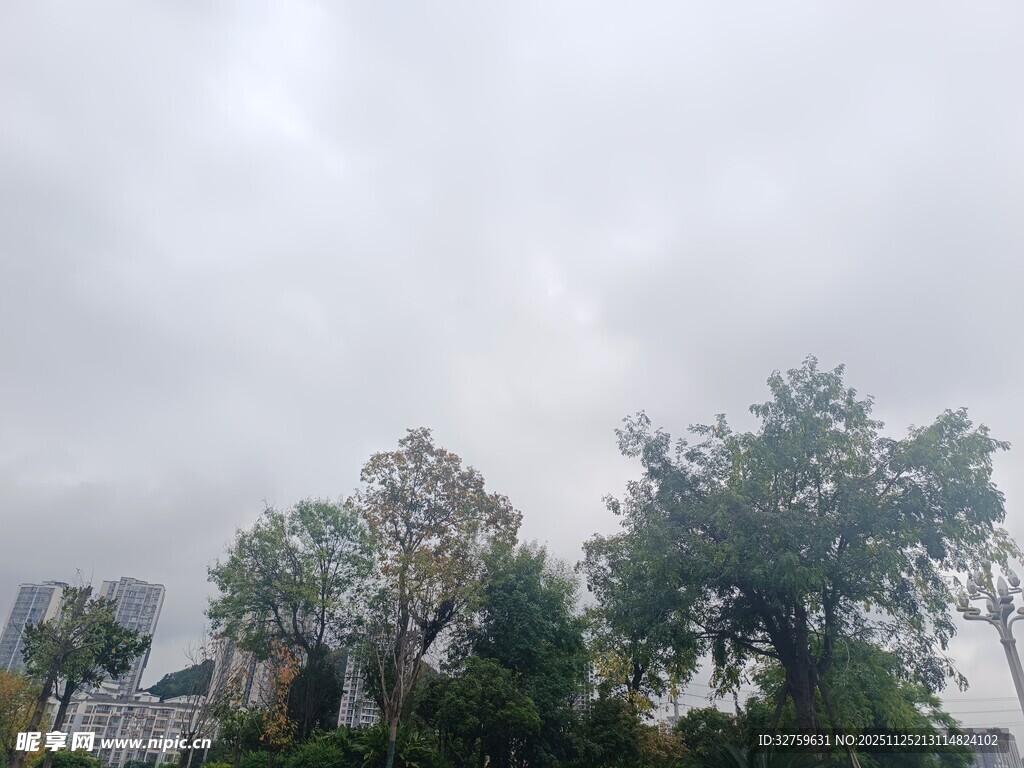 阴天中的葱郁树木景观