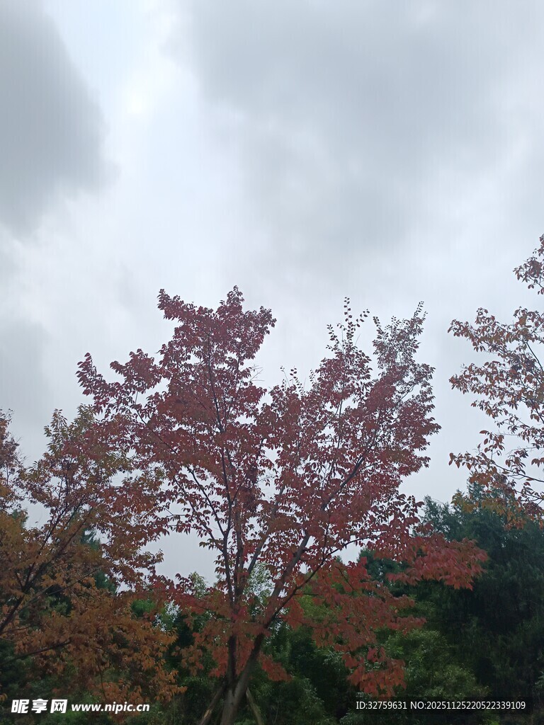 秋日红枫映灰蒙天空