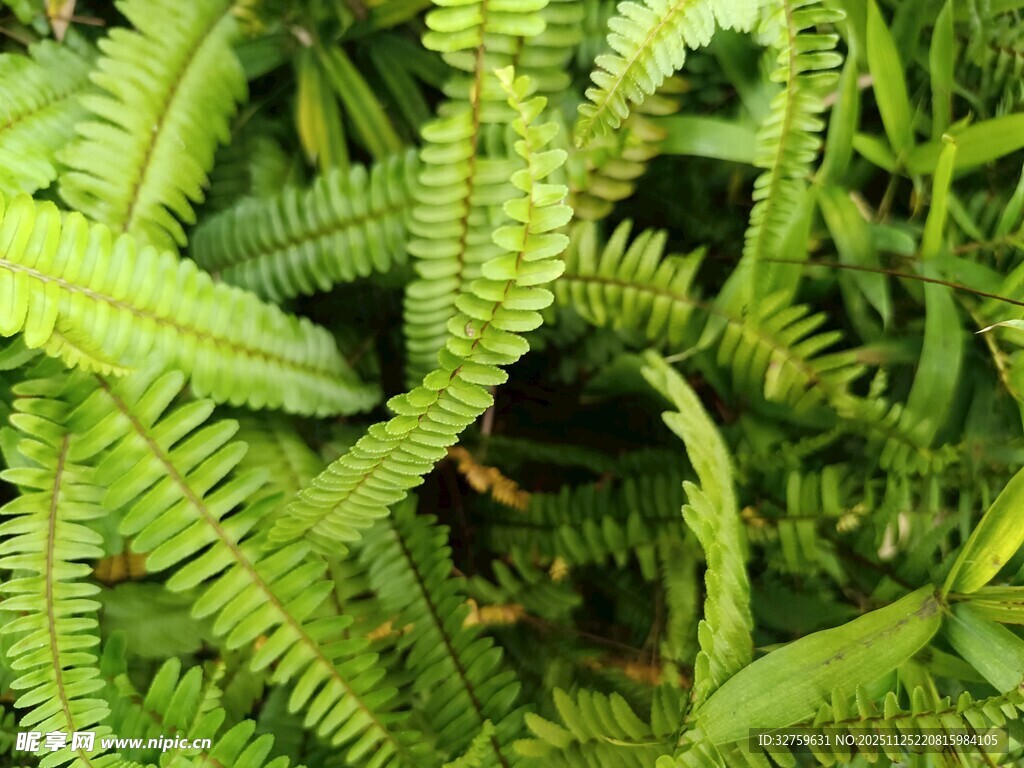 翠绿蕨类植物特写
