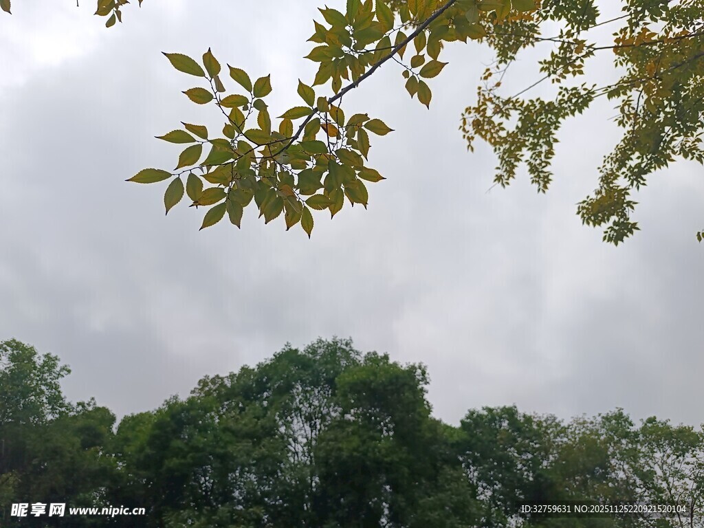 树梢间的灰蒙天空