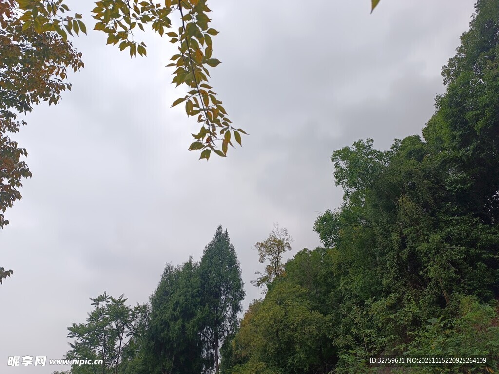 山林间的绿意景致