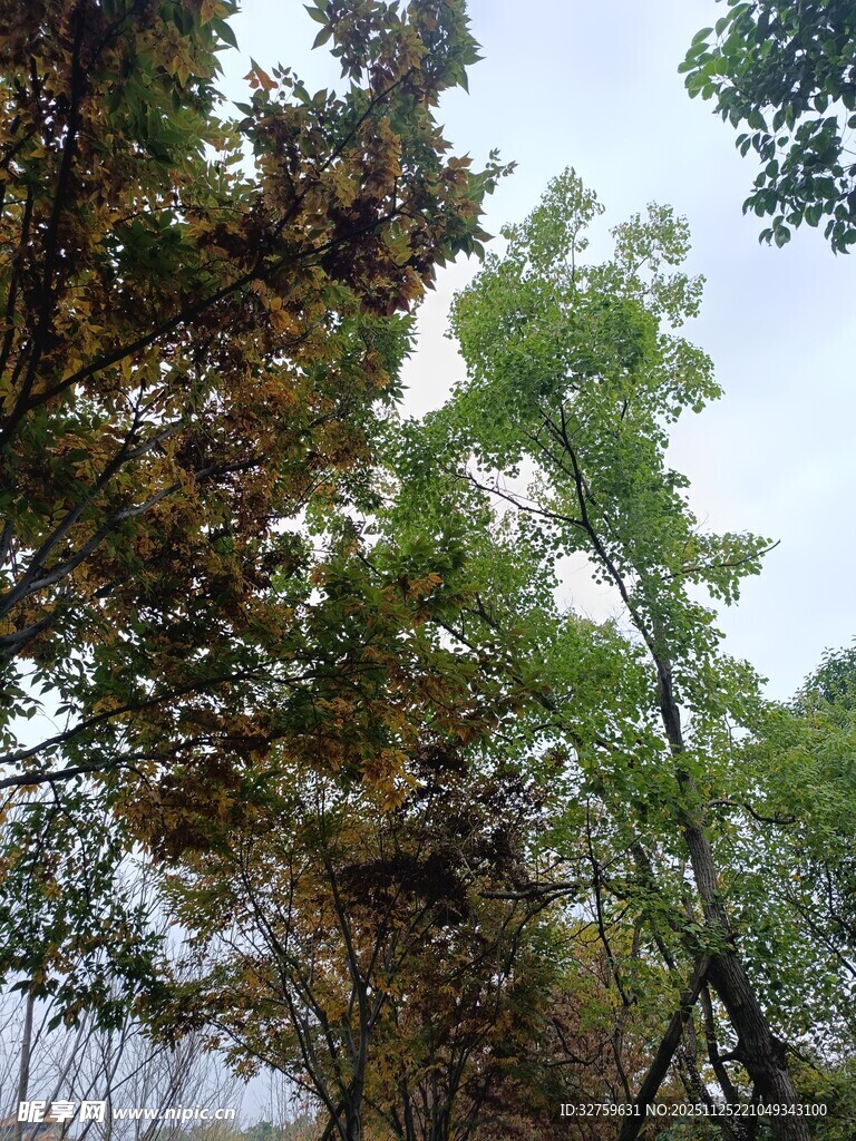 秋日树林中的多彩树冠