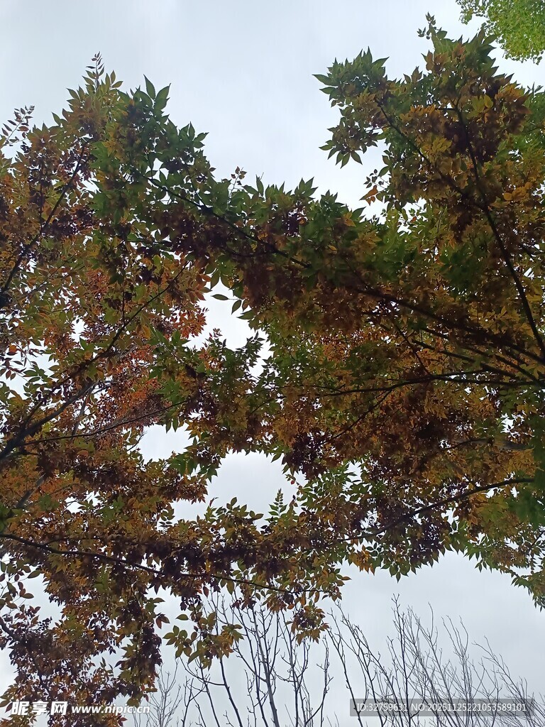 秋日枝头斑斓树叶