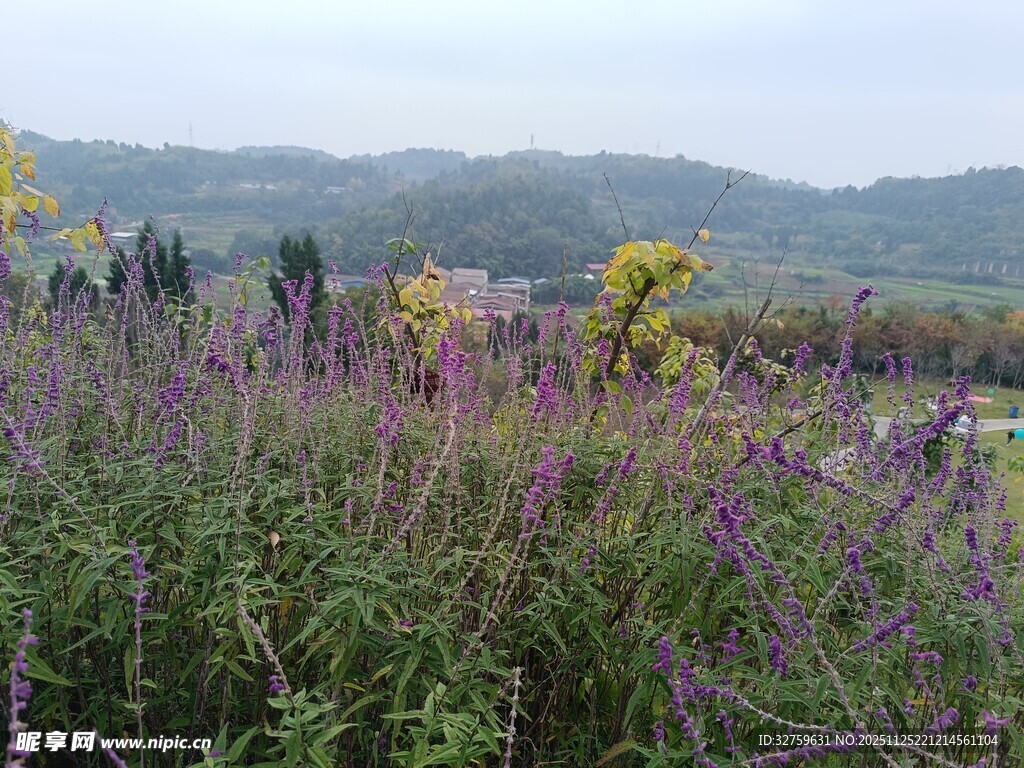 紫色花海与远山风景