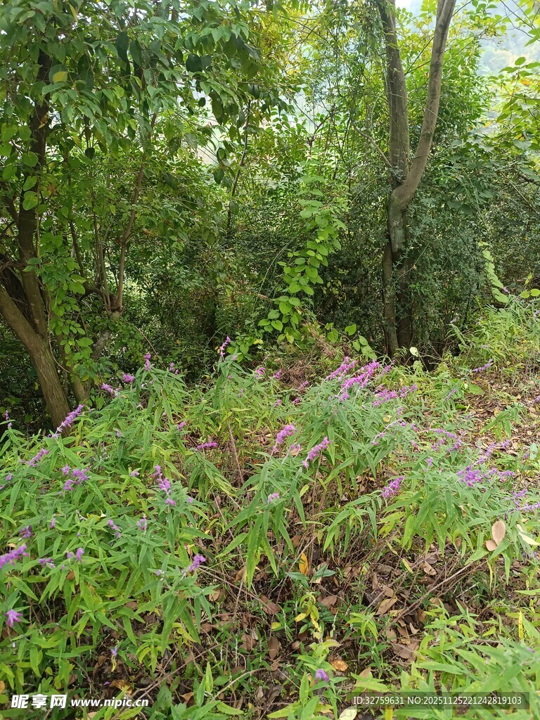 繁茂树林中的多彩植被