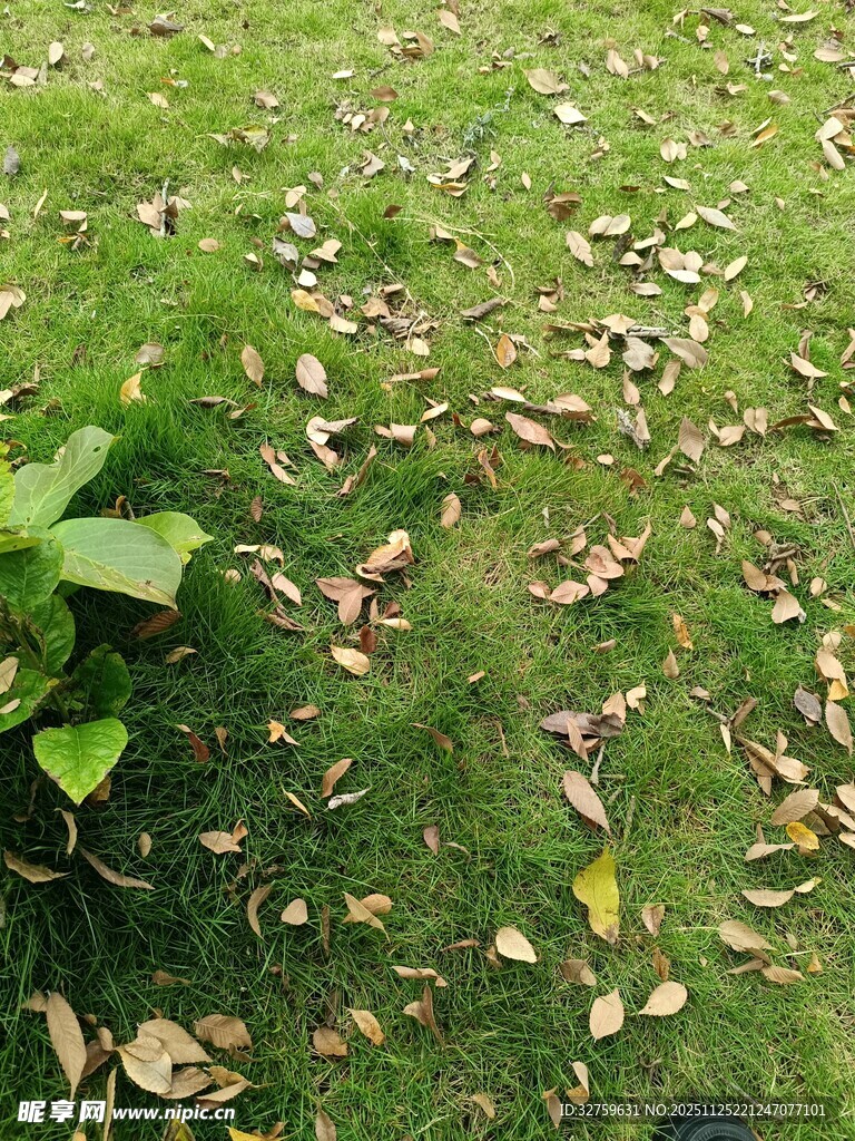 草地上散落的枯黄树叶