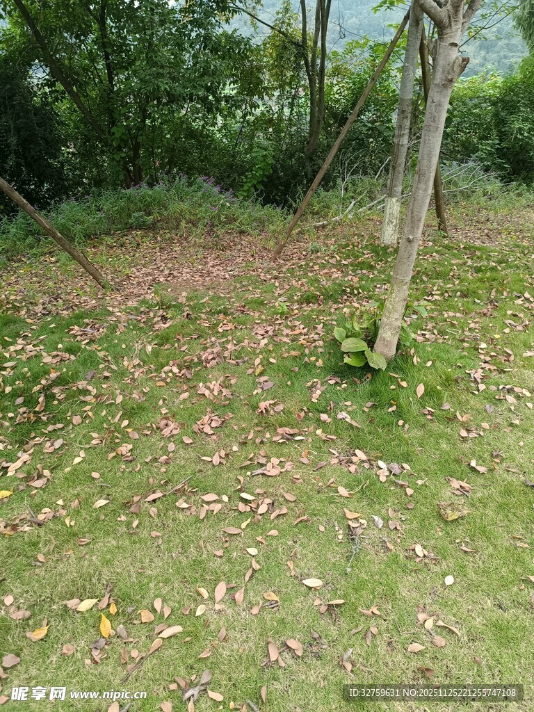 林间草地落叶自然景象