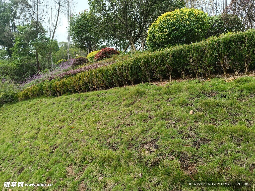 绿意盎然的斜坡绿植景观