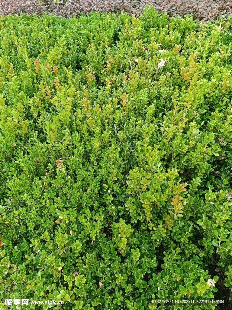 翠绿繁茂的灌木丛