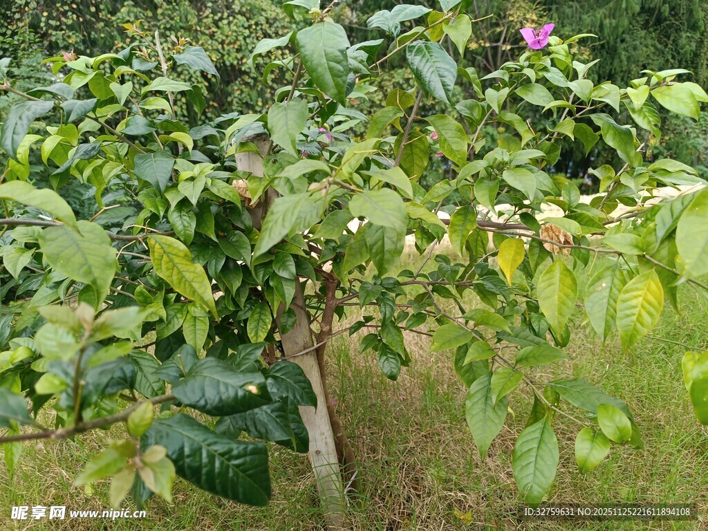 绿叶繁茂的果树