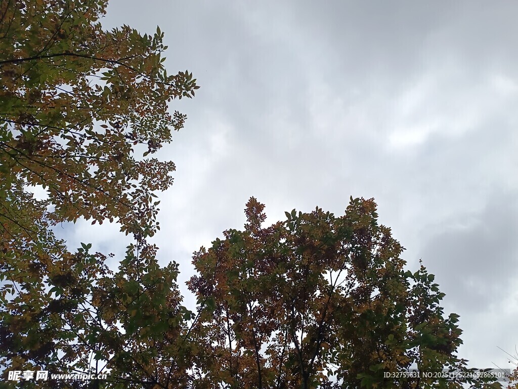 仰视树冠与天空景象