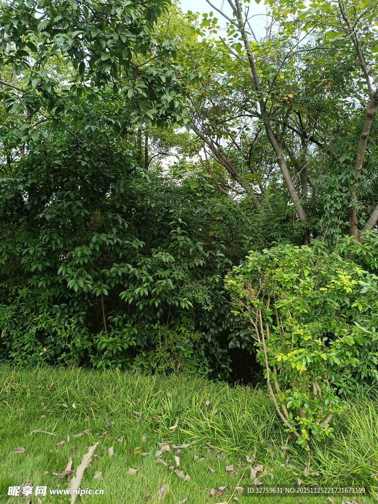 茂密丛林中的绿意景致