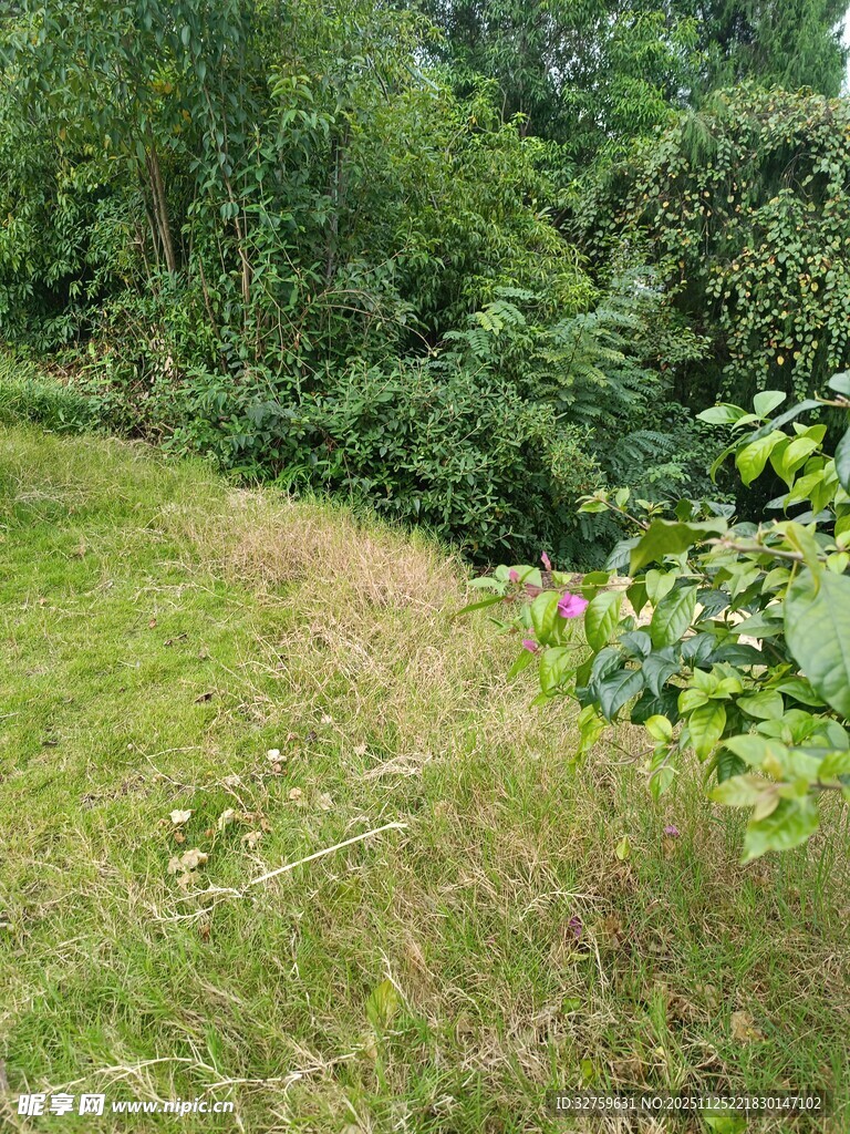 绿意盎然的自然草地景观