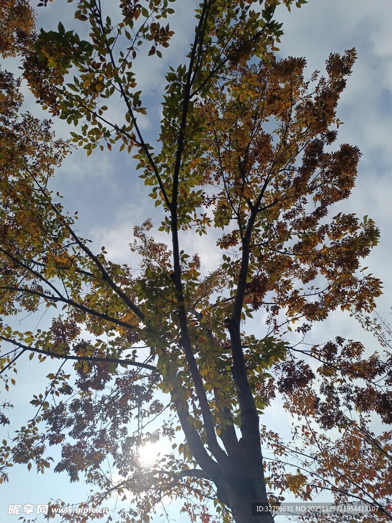 秋日树冠与蓝天