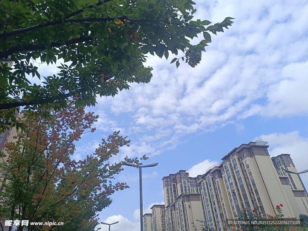 秋日城市树梢上的天空