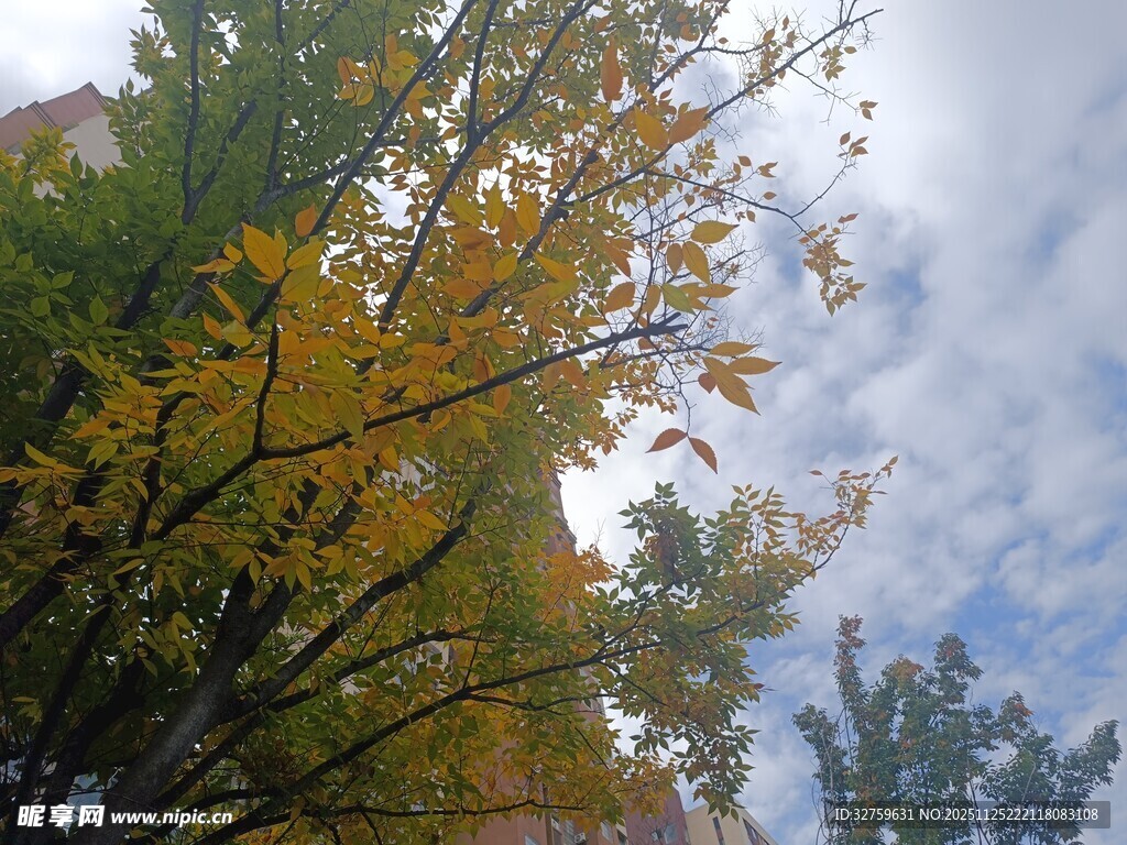 秋日树梢与蓝天白云