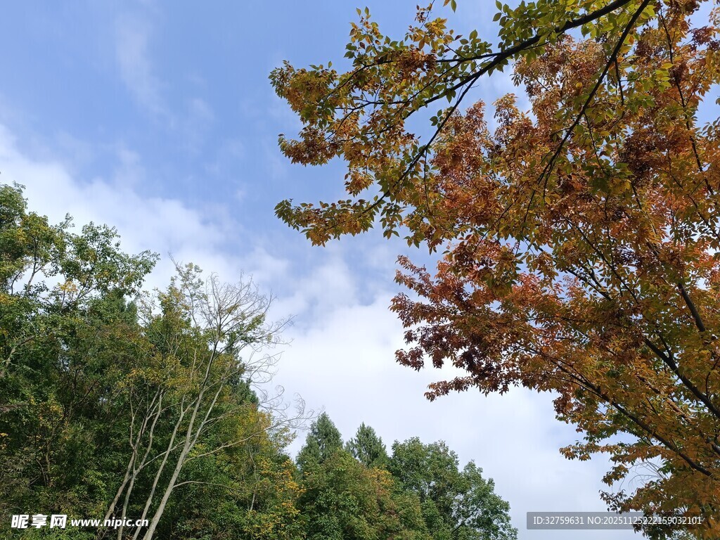 秋日山林斑斓树梢景致