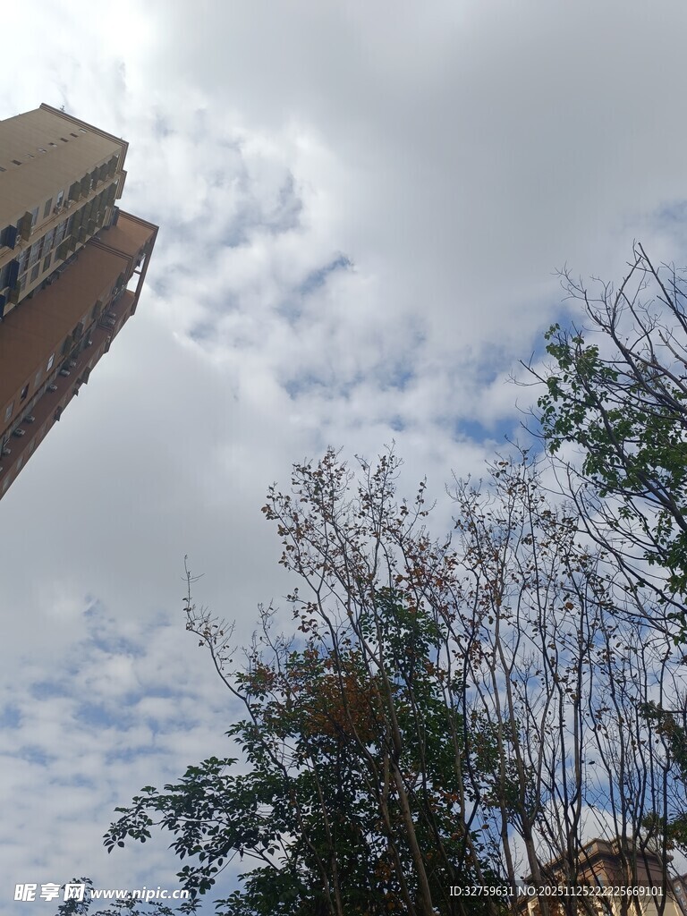 高楼与树梢间的天空景色