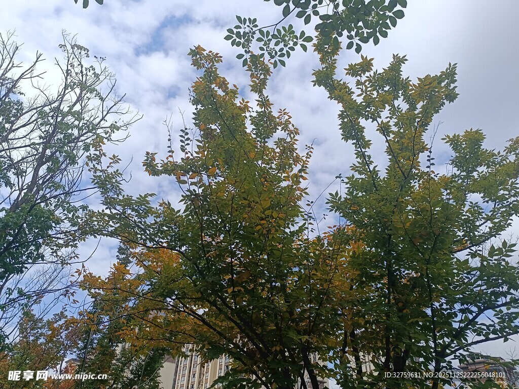 秋日树梢与蓝天白云