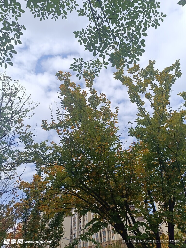 秋日树梢与蓝天白云