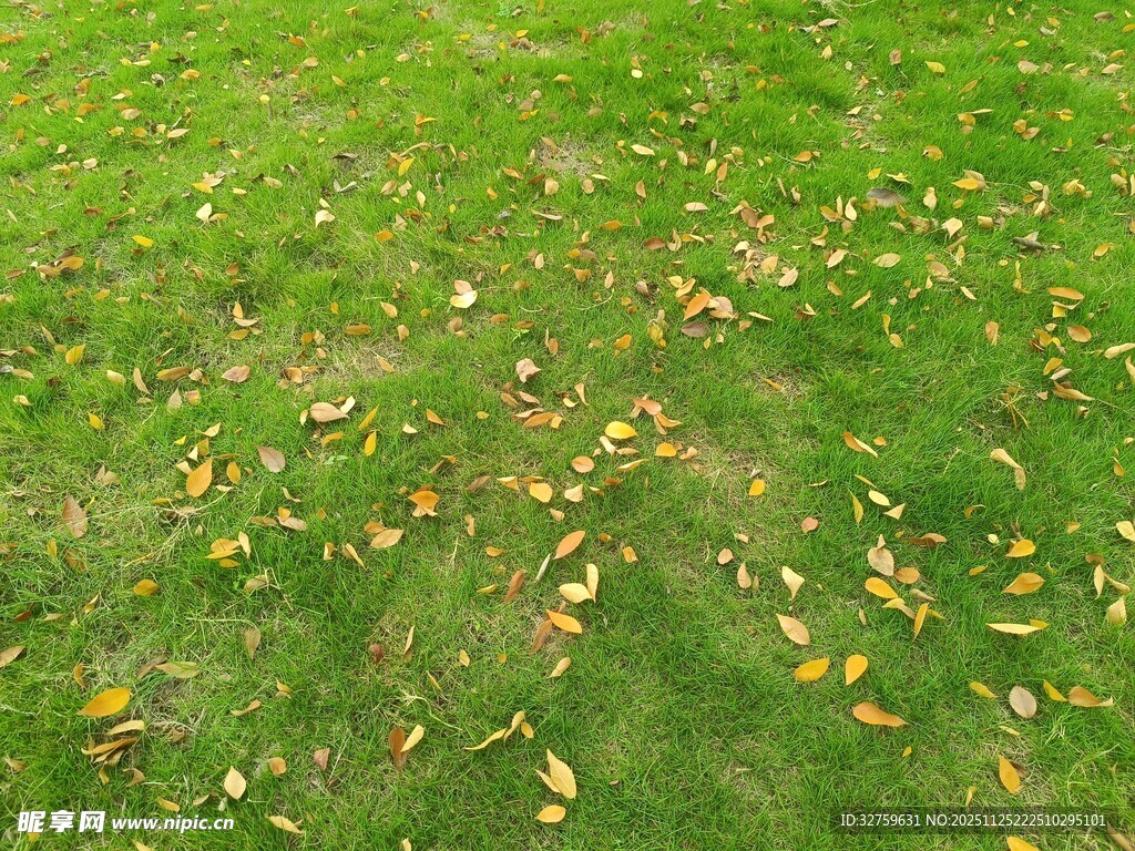 草地上散落的枯黄树叶