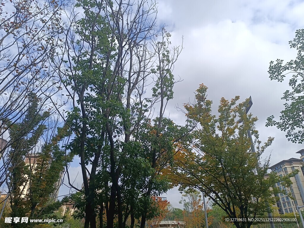 秋日树林中的树木景致