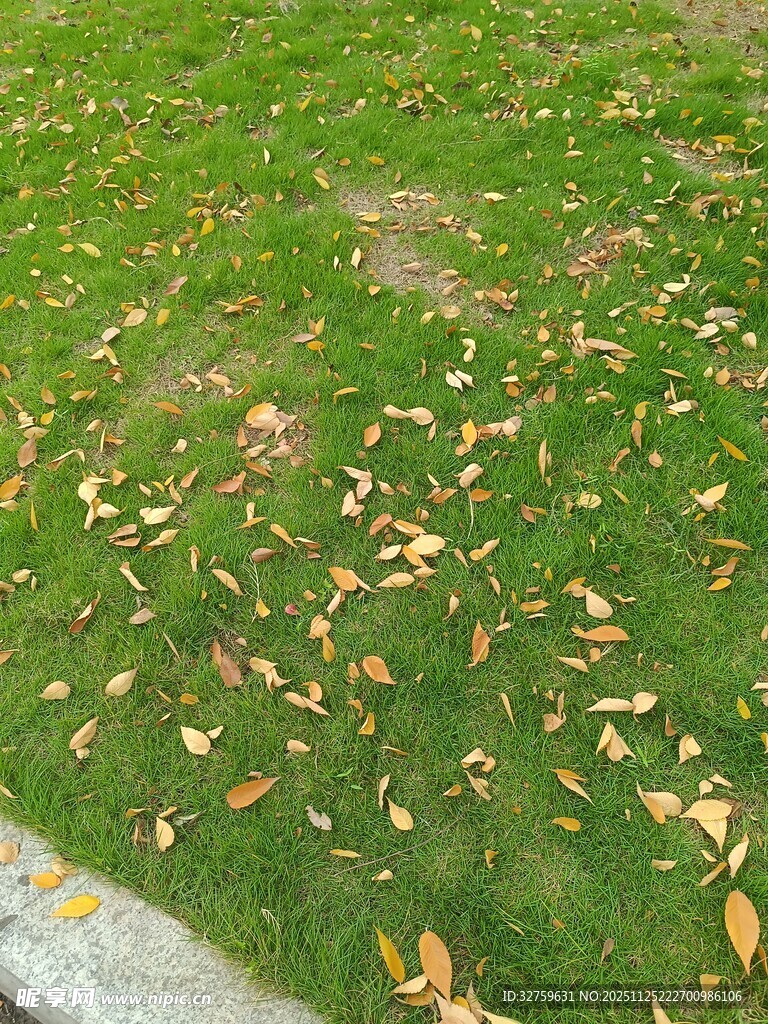 草坪上散落的枯黄树叶