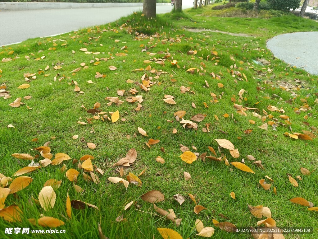 草坪上散落的枯黄树叶
