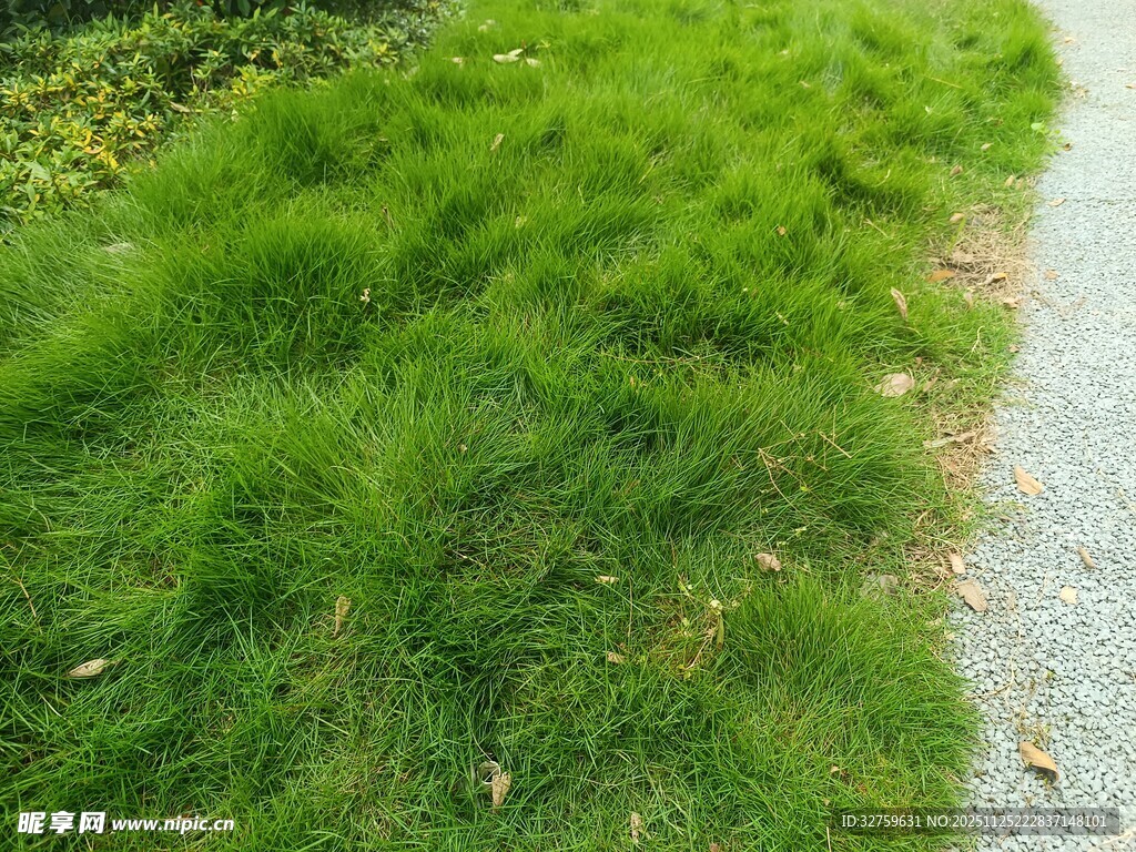 翠绿草地与一旁的小径