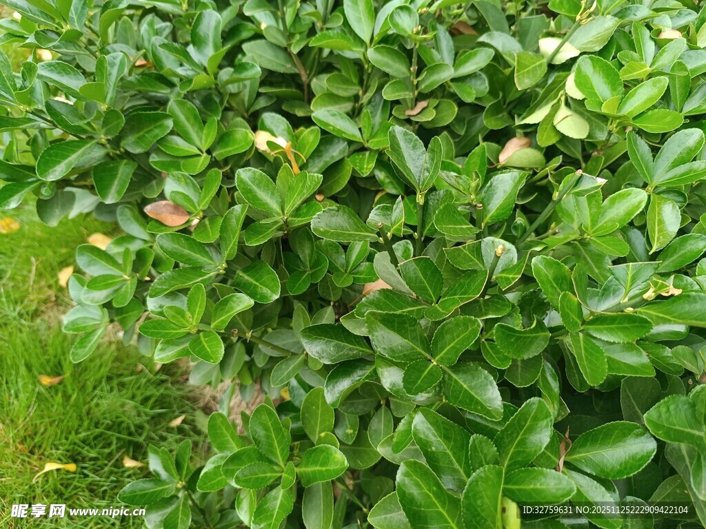 翠绿繁茂的灌木丛