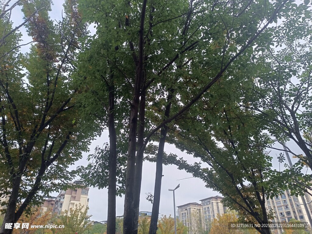 秋日树林中的挺拔树木