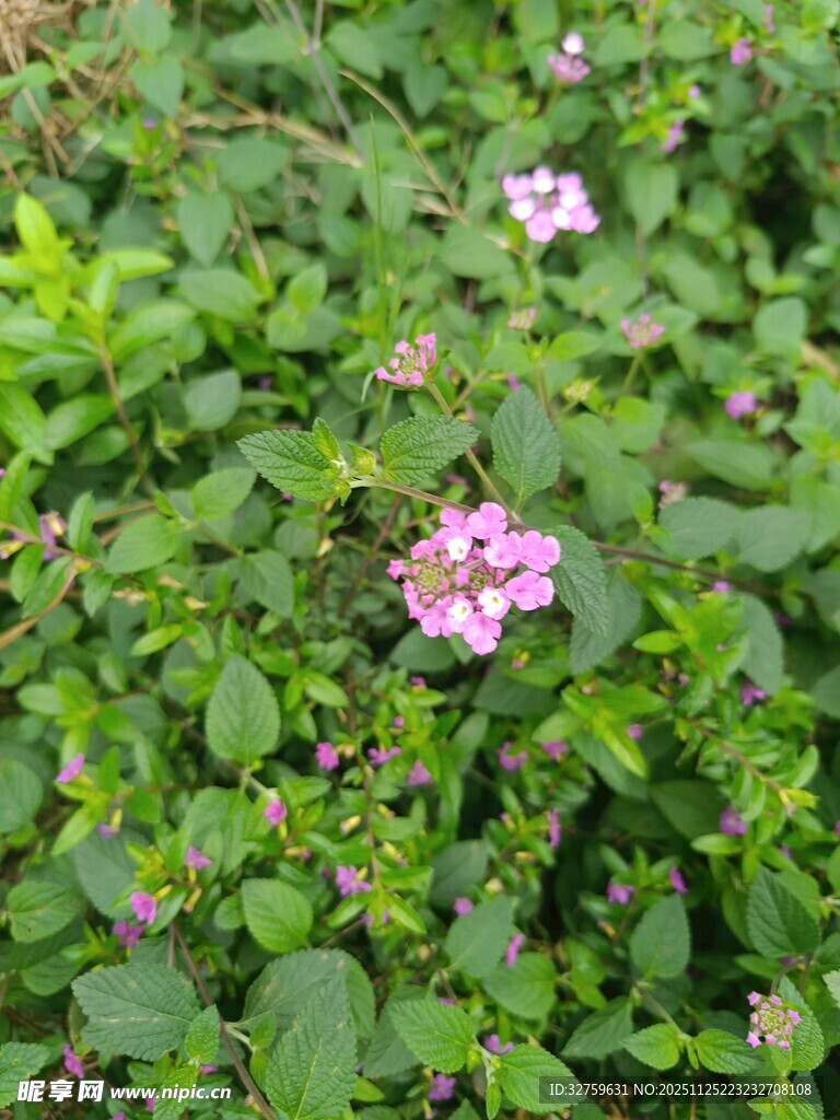 绿叶丛中的粉色小花